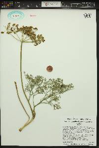 Lomatium papilioniferum image