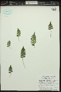 Polypodium amorphum image