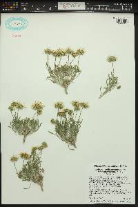 Erigeron poliospermus image