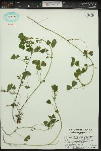 Medicago arabica image