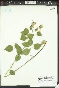 Rupertia physodes image