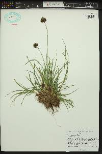 Carex egglestonii image