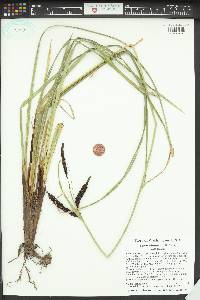 Carex obnupta image