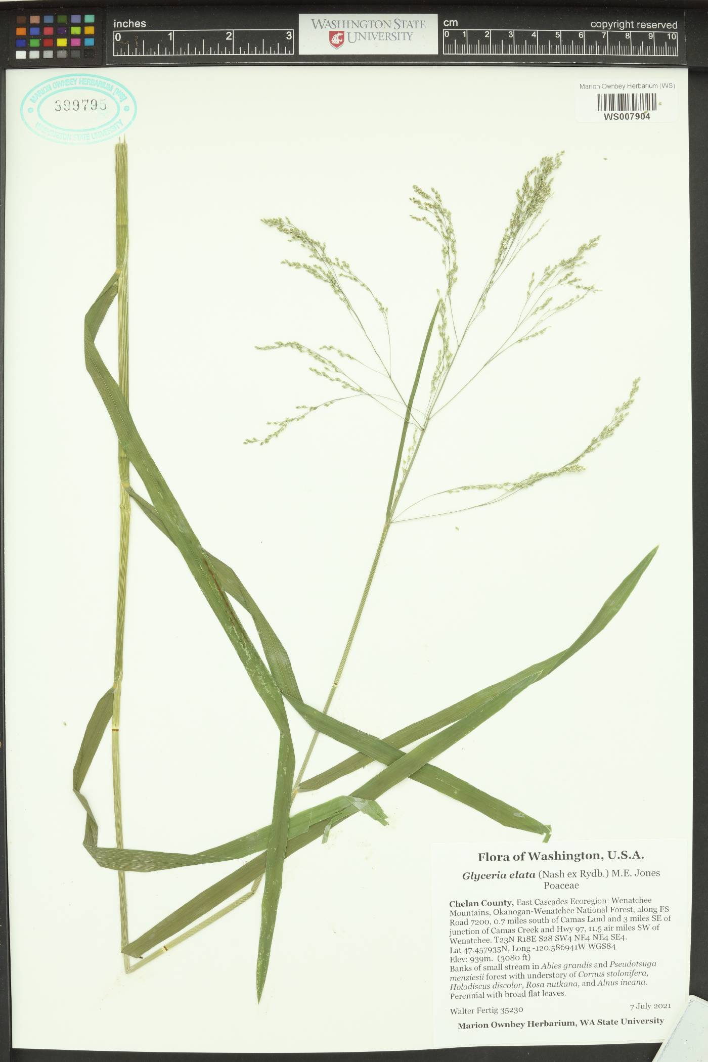 Glyceria elata image