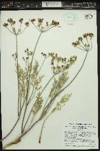 Lomatium macrocarpum image