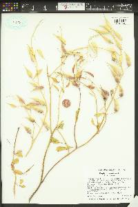 Raphanus raphanistrum subsp. sativus image