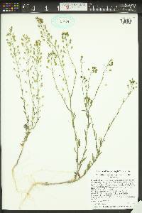 Camelina microcarpa image