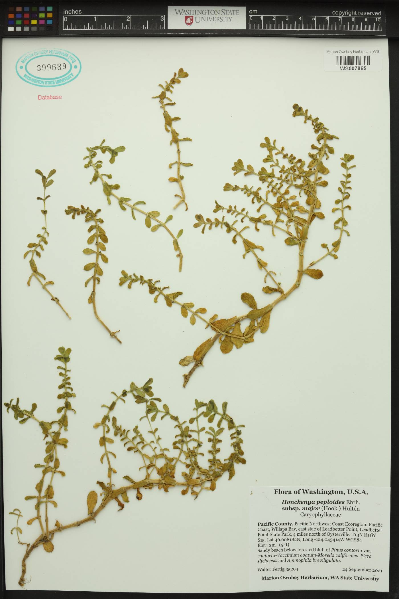 Honckenya peploides subsp. major image