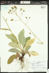 Hieracium albiflorum image