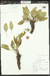 Mertensia foliosa image