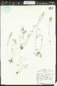 Teesdalia nudicaulis image