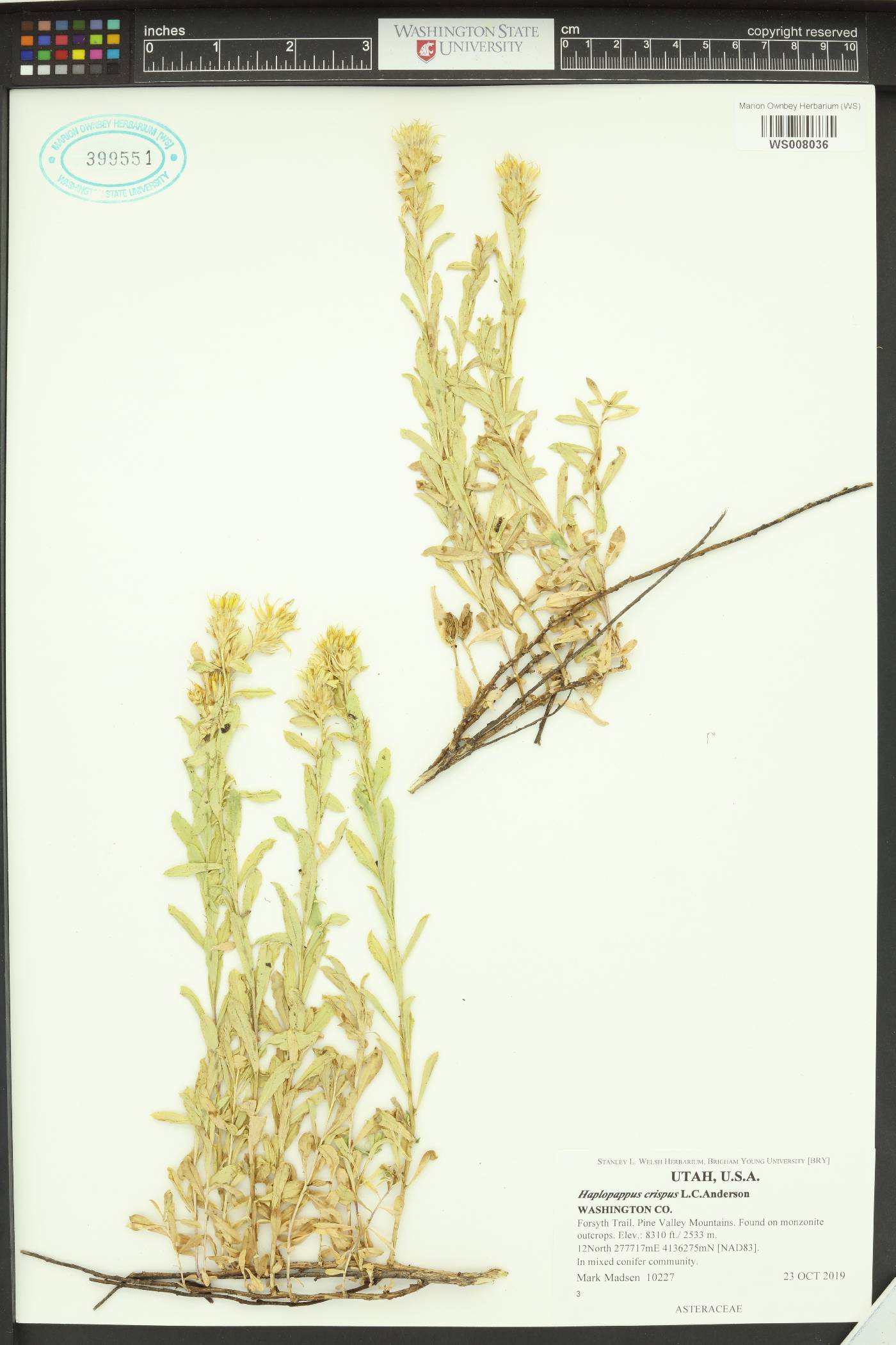 Ericameria crispa image