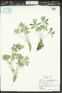 Lupinus saxosus image