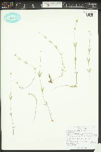 Stellaria longipes var. longipes image