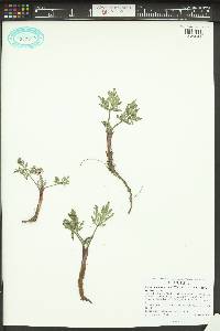 Lomatium nevadense image