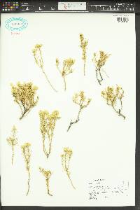 Ericameria nana image