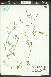 Vicia sativa subsp. nigra image