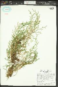 Selaginella oregana image