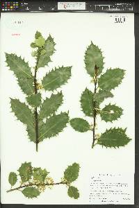 Ilex aquifolium image