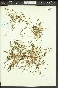 Zannichellia palustris image