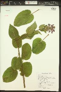 Stachys cooleyae image