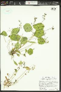 Claytonia perfoliata image