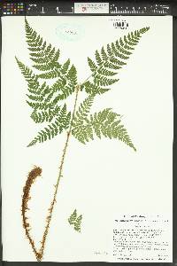 Dryopteris expansa image