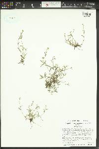 Plagiobothrys scouleri image