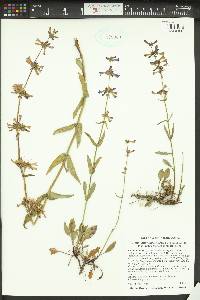 Penstemon pruinosus image