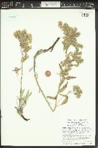 Phacelia hastata image