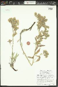 Phacelia hastata var. hastata image