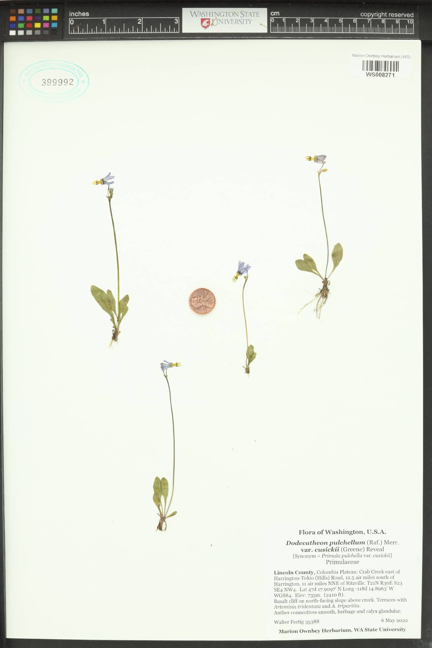 Dodecatheon pulchellum var. cusickii image