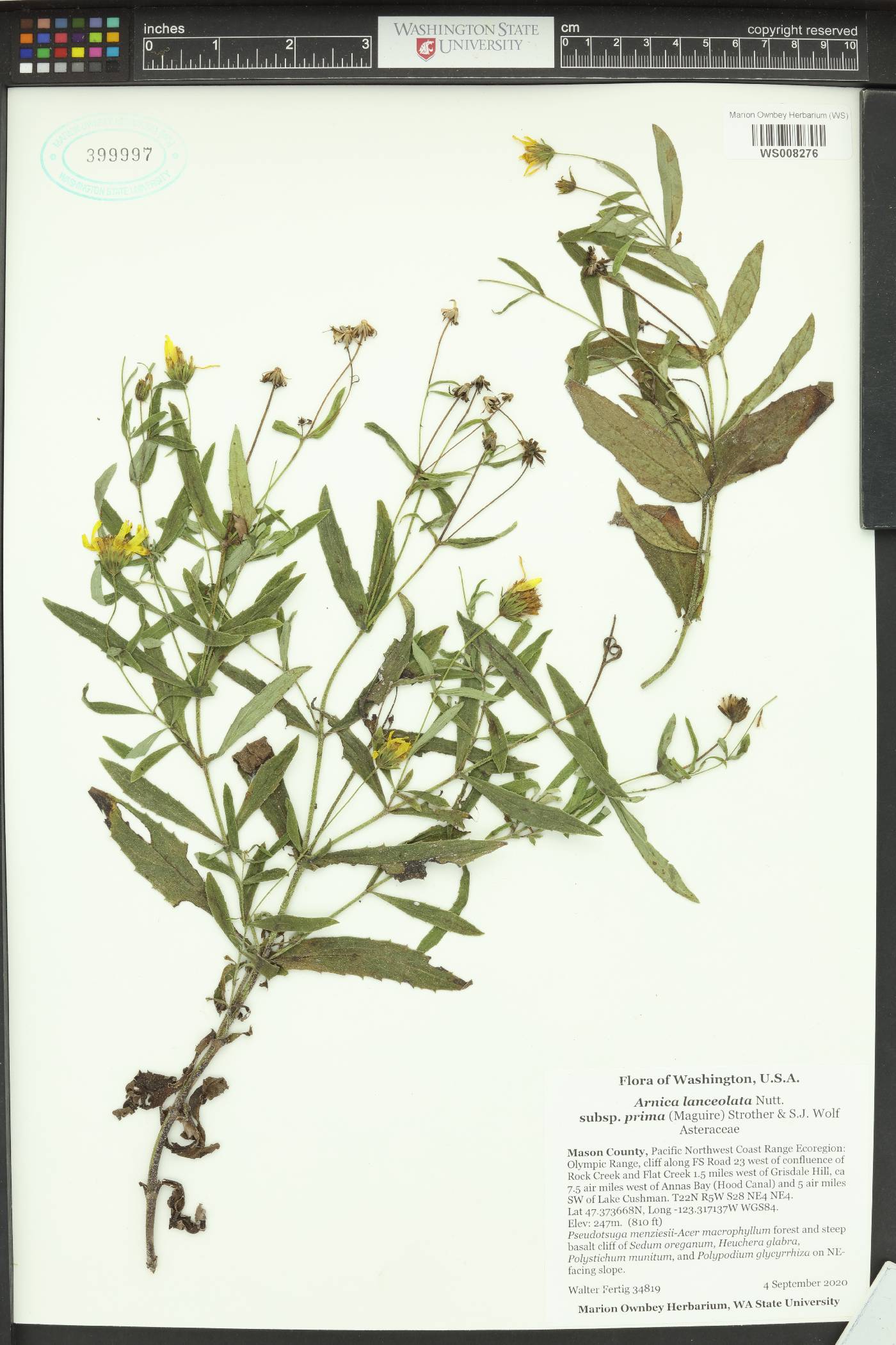 Arnica lanceolata subsp. prima image