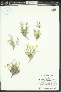 Phlox longifolia image