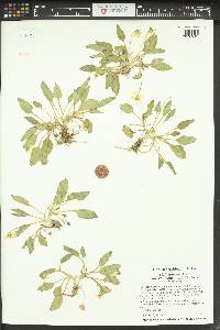 Viola vallicola var. vallicola image