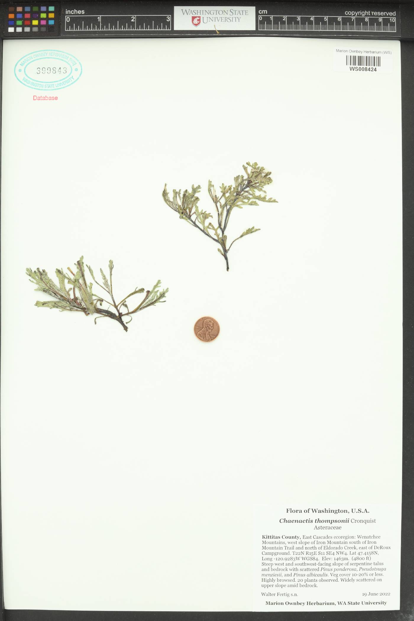 Chaenactis thompsonii image