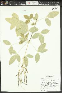 Laburnum anagyroides image