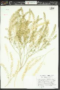 Lepidium densiflorum image