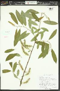 Salix hookeriana image