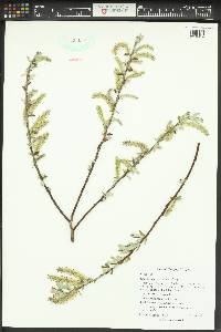 Salix sitchensis image