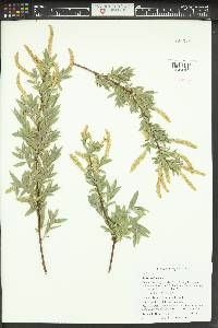 Salix sessilifolia image