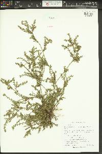 Polygonum aviculare subsp. depressum image