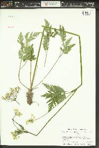 Ligusticum canbyi image