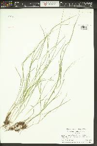 Carex laeviculmis image