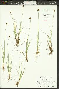 Carex illota image