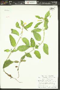 Erythranthe moschata image