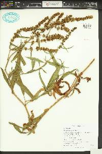 Rumex transitorius image