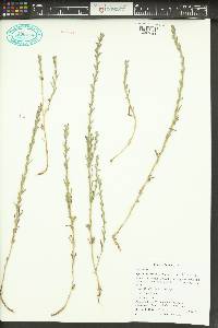 Epilobium torreyi image