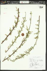 Salix sitchensis image