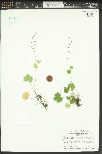 Mitella caulescens image